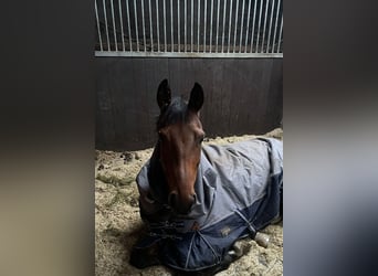 Bávaro, Caballo castrado, 6 años, 168 cm, Castaño