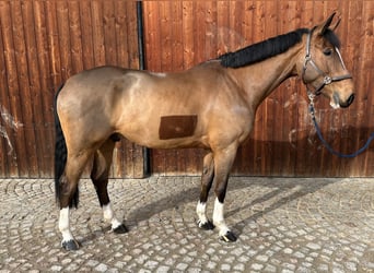 Bávaro, Caballo castrado, 6 años, 170 cm, Castaño claro