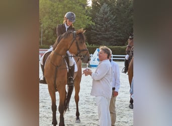 Bávaro, Caballo castrado, 6 años, 172 cm, Castaño