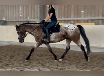 Bávaro, Caballo castrado, 7 años, 160 cm, Atigrado/Moteado