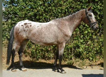 Bávaro, Caballo castrado, 7 años, 162 cm, Ruano azulado