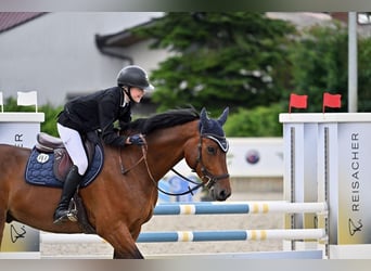 Bávaro, Caballo castrado, 7 años, 166 cm, Castaño oscuro