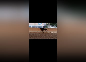 Bávaro, Caballo castrado, 8 años, 155 cm, Castaño