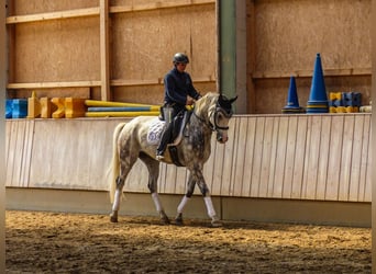 Bávaro, Caballo castrado, 8 años, 176 cm, Tordo