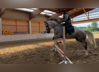 Bávaro, Caballo castrado, 8 años, 176 cm, Tordo