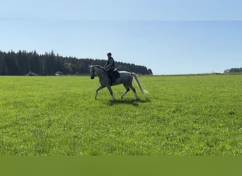 Bávaro, Caballo castrado, 8 años, 176 cm, Tordo