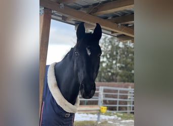 Bávaro, Caballo castrado, 9 años, 169 cm, Negro