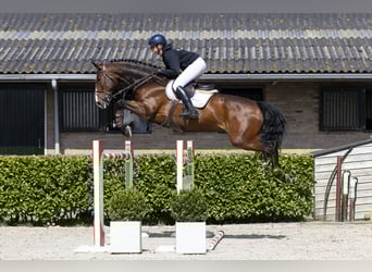 Bávaro, Caballo castrado, 9 años, 172 cm