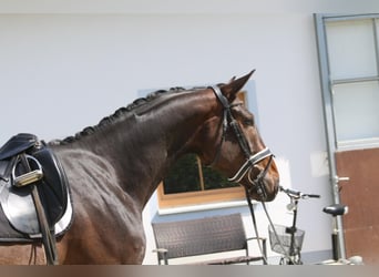 Bávaro, Caballo castrado, 9 años, 172 cm, Castaño oscuro