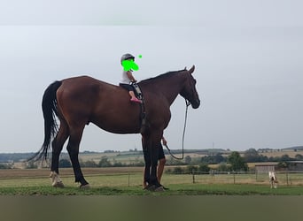 Bávaro, Caballo castrado, 9 años, 175 cm, Castaño
