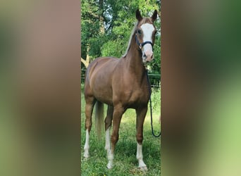 Bávaro, Yegua, 12 años, 170 cm, Alazán-tostado