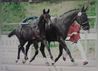 Bávaro, Yegua, 13 años, 175 cm, Negro