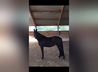Bávaro, Yegua, 16 años, 162 cm, Morcillo
