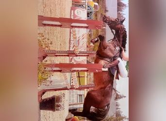 Bávaro, Yegua, 18 años, 168 cm, Morcillo