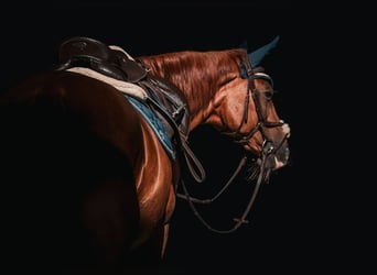Bávaro, Yegua, 19 años, 163 cm, Alazán