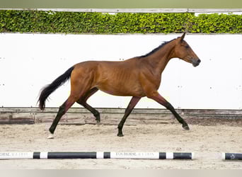 Bávaro, Yegua, 2 años, 157 cm, Castaño oscuro