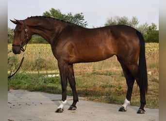 Bávaro, Yegua, 3 años, 166 cm, Castaño