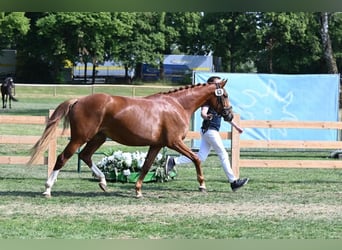 Bávaro, Yegua, 6 años, 163 cm, Alazán