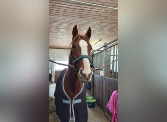Bávaro, Yegua, 6 años, 163 cm, Alazán