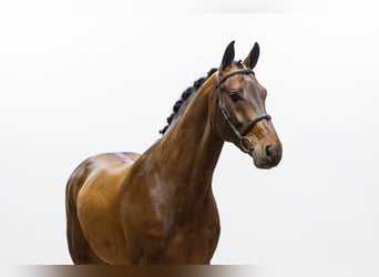 Bavarois, Étalon, 5 Ans, 168 cm, Bai