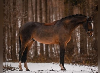 Bavarois, Hongre, 10 Ans, 170 cm, Bai