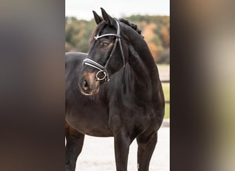 Bavarois, Hongre, 10 Ans, 170 cm, Noir