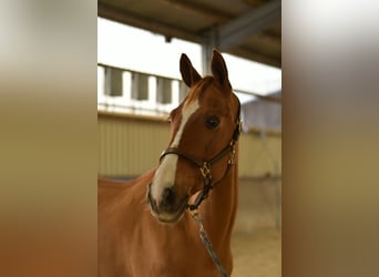 Bavarois, Hongre, 11 Ans, 165 cm, Alezan