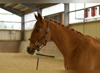 Bavarois, Hongre, 11 Ans, 165 cm, Alezan