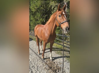 Bavarois, Hongre, 12 Ans, 170 cm, Alezan