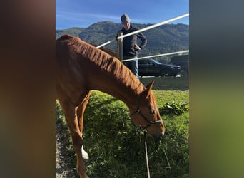 Bavarois, Hongre, 12 Ans, 170 cm, Alezan