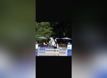 Bavarois, Hongre, 13 Ans, 167 cm, Gris
