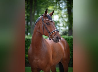 Bavarois, Hongre, 13 Ans, 174 cm, Bai