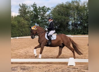 Bavarois, Hongre, 14 Ans, 168 cm, Alezan brûlé