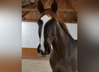 Bavarois, Hongre, 14 Ans, 182 cm, Alezan brûlé