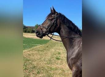 Bavarois, Hongre, 15 Ans, 174 cm, Bai brun