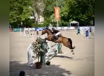 Bavarois, Hongre, 15 Ans, 174 cm, Bai