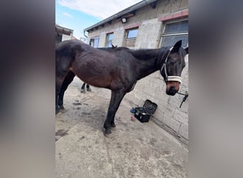 Bavarois, Hongre, 20 Ans, 160 cm, Bai