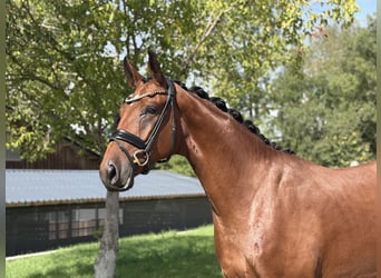 Bavarois, Hongre, 3 Ans, 171 cm, Bai