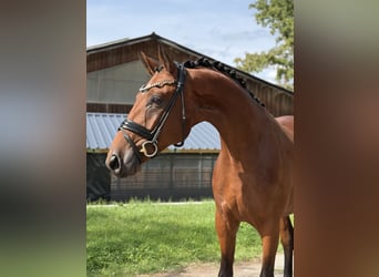 Bavarois, Hongre, 3 Ans, 171 cm, Bai
