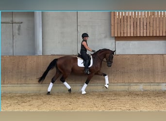 Bavarois, Hongre, 3 Ans, 171 cm, Bai