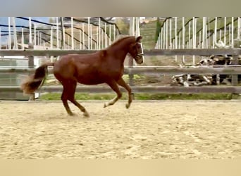 Bavarois, Hongre, 4 Ans, 164 cm, Alezan