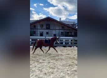 Bavarois, Hongre, 4 Ans, 164 cm, Alezan