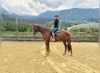 Bavarois, Hongre, 4 Ans, 164 cm, Alezan