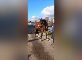 Bavarois, Hongre, 4 Ans, 165 cm, Bai