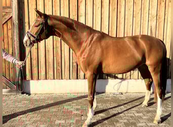 Bavarois, Hongre, 5 Ans, 168 cm, Alezan