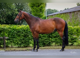 Bavarois, Hongre, 7 Ans, 164 cm, Bai