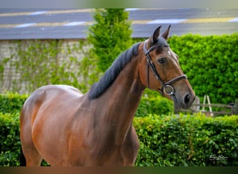 Bavarois, Hongre, 7 Ans, 164 cm, Bai