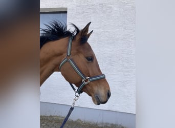 Bavarois, Hongre, 7 Ans, 169 cm, Bai