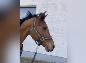 Bavarois, Hongre, 7 Ans, 169 cm, Bai