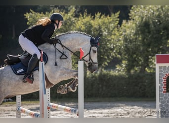 Bavarois, Hongre, 7 Ans, 170 cm